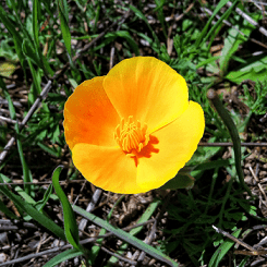 amapola de california