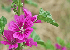 Planta malva y planta malvavisco 82 portada malva