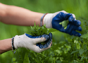 ¿Sabes que hojas se recolectan para hacer té? 38 portada hojas de te