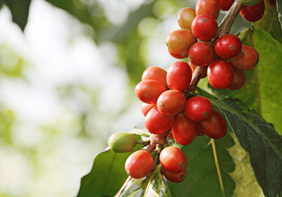 ¿Té o Café? ¿Teína o cafeína? Diferencia, absorción, duración... 2 planta del cafe