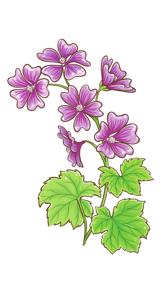Planta malva y planta malvavisco 1 propiedades de la malva