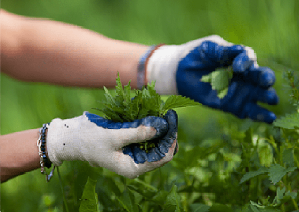 ¿Sabes que hojas se recolectan para hacer té? 38 portada hojas de te