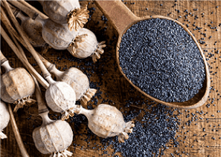 Semillas de amapola 22 portada semilla de amapola