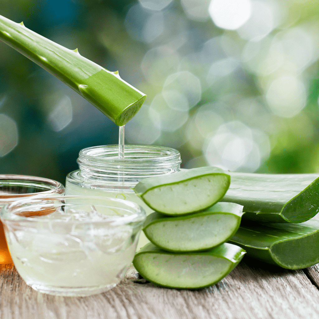 como conservar el aloe vera curso gratis