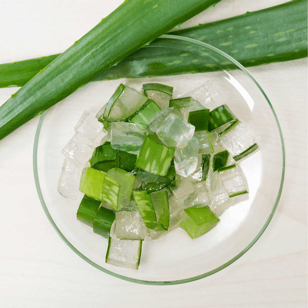 como conservar ela loe vera fresco