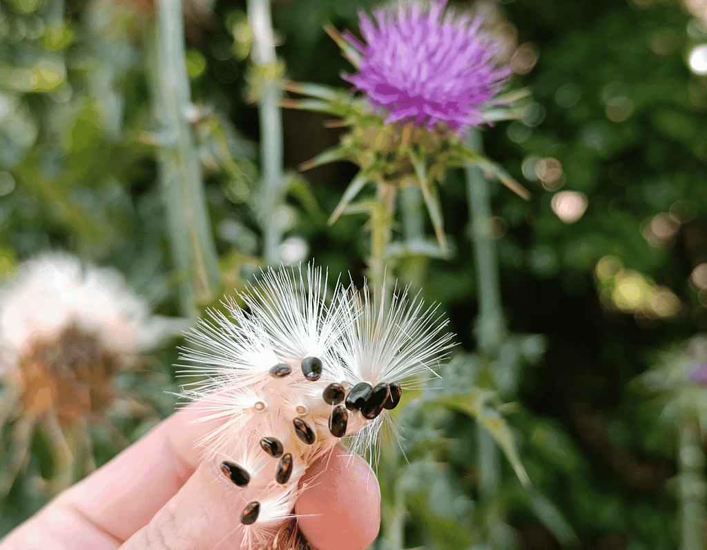 salida silvestre plantas medicinales en barcelona