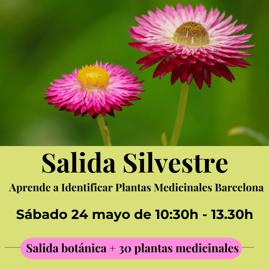 Salida: Identificar plantas medicinales Sábado 24 mayo 1 salida silvestre botanica plantas medicinales barcelona