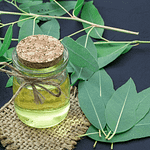 Eucalipto citriodora