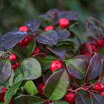 Gaultheria
