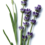 Lavanda