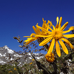 propiedades de la arnica