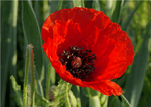 3 amapolas distintas