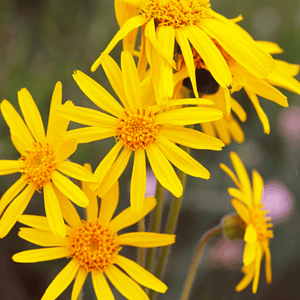 arnica cosmetica natural