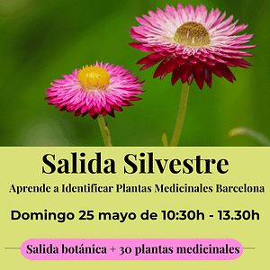 salida silvestre botanica plantas medicinales barcelona