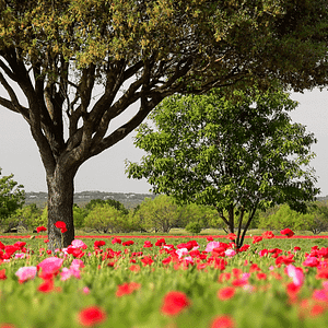 castaño con manto de amapolas