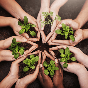 grupo de manos con plantas medicinales y aromaticas
