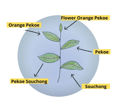 Partes de la hoja del té