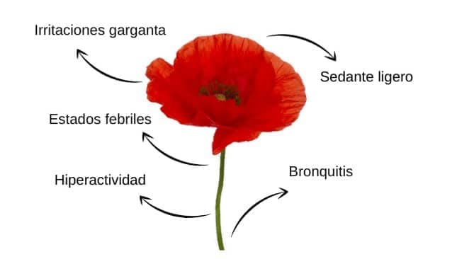 propiedades amapola