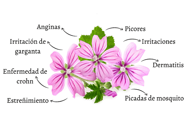 propiedades de la malva sylvestris