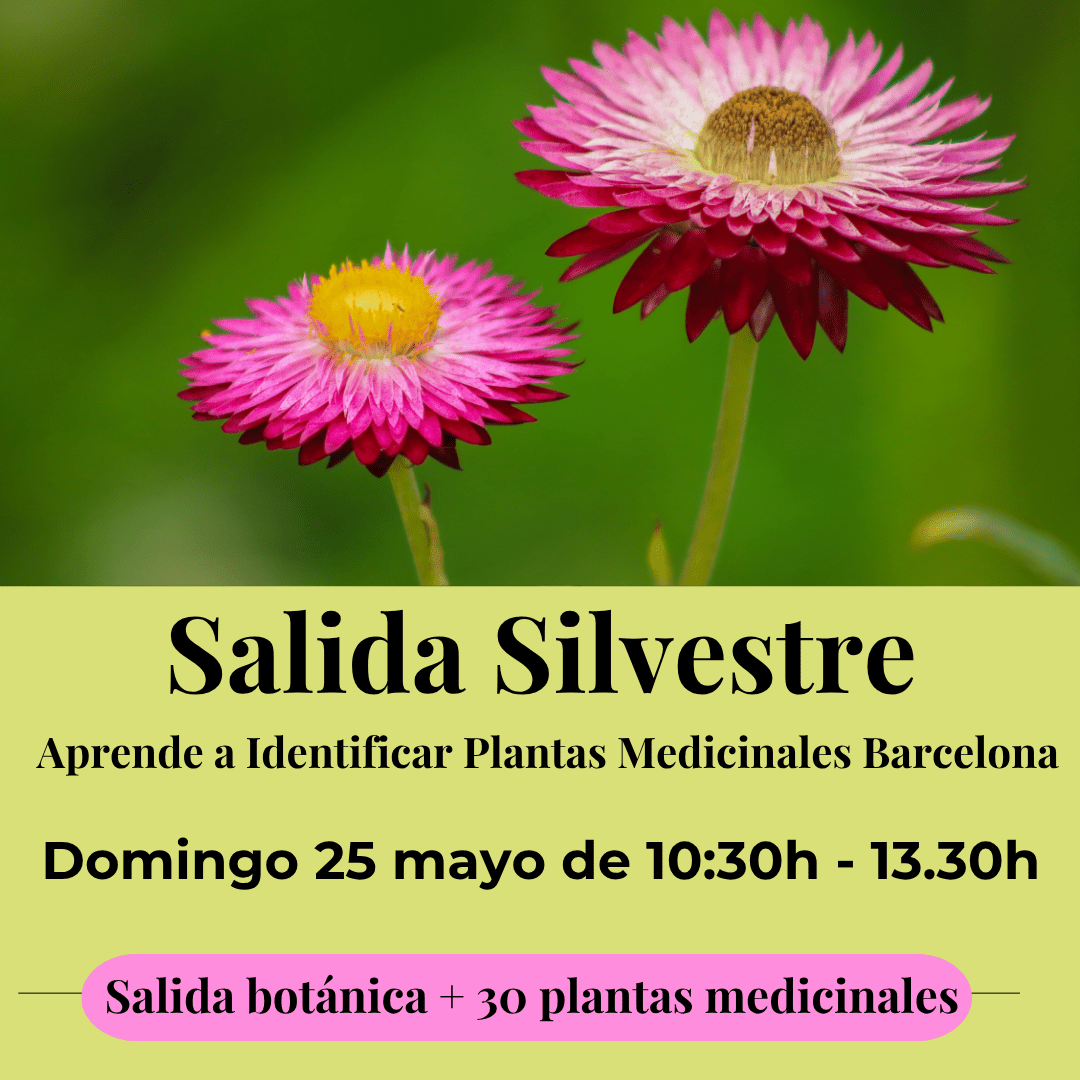 Salida: Identificar plantas medicinales Domingo 25 mayo 1 salida silvestre botanica plantas medicinales barcelona