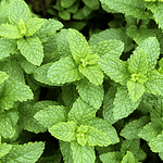 Bálsamo de Árnica: Golpes y contracturas 8 Mentha