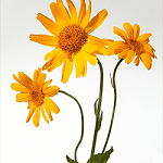 arnica
