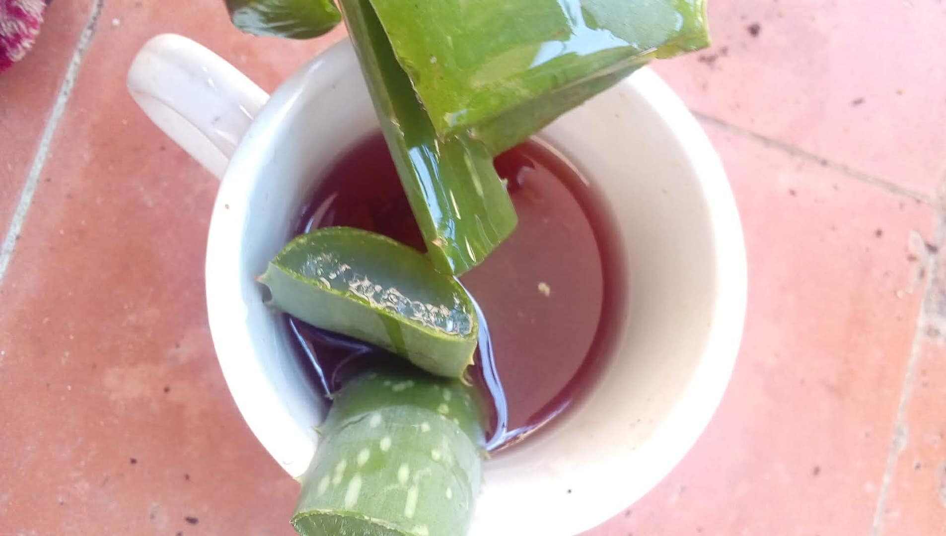 como conservar el aloe vera el alcibar cosmetica natural