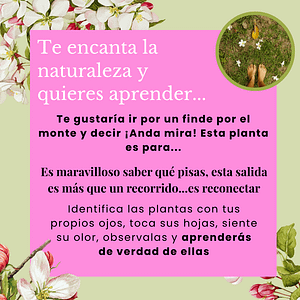 Salida: Identificar plantas medicinales Sábado 24 mayo - Imagen 3