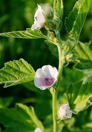 planta malvavisco