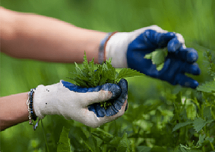 ¿Sabes que hojas se recolectan para hacer té?