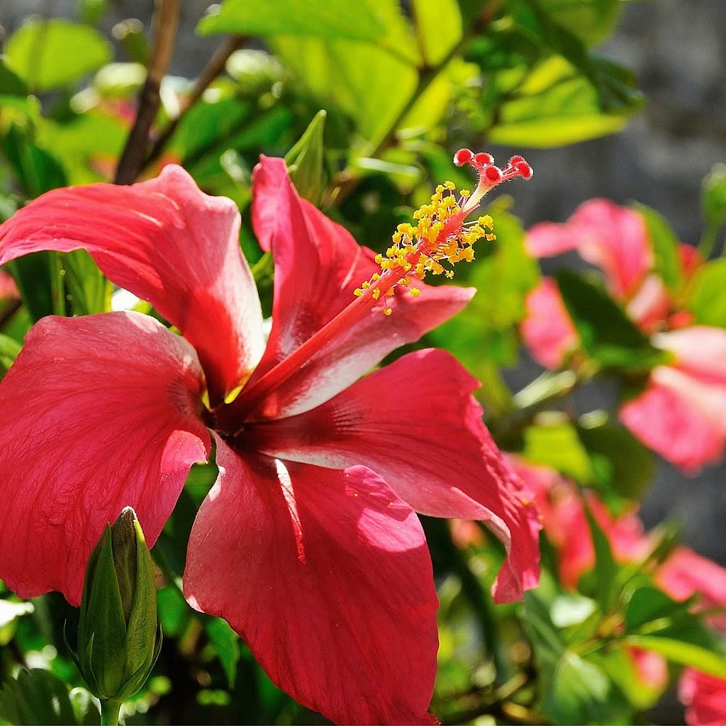 Hibisco: Propiedades cosméticas y vía oral 30 hibisco