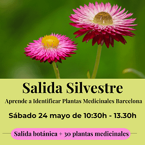 salida silvestre botanica plantas medicinales barcelona