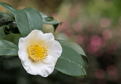 planta del té camelia sinensis
