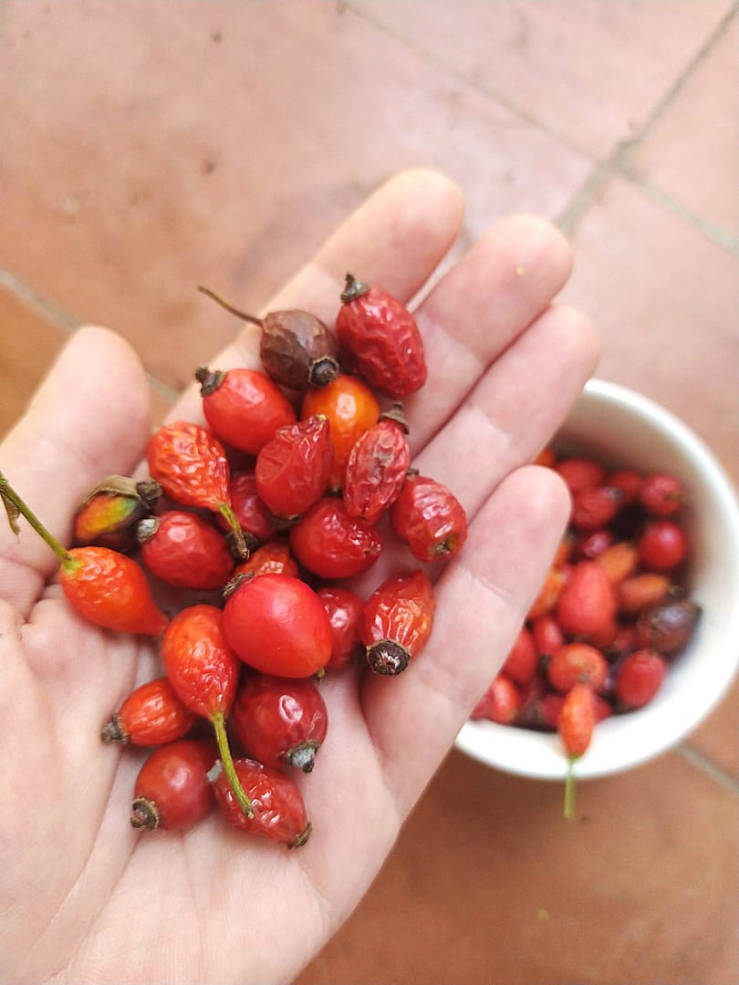Crear extractos vegetales efectivos para tus fórmulas cosméticas 17 Escaramujos recién recolectados en la mano, listos para preparar un extracto vegetal casero
