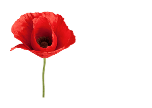 La trágica leyenda de la flor de amapola 104 Flor de amapola roja
