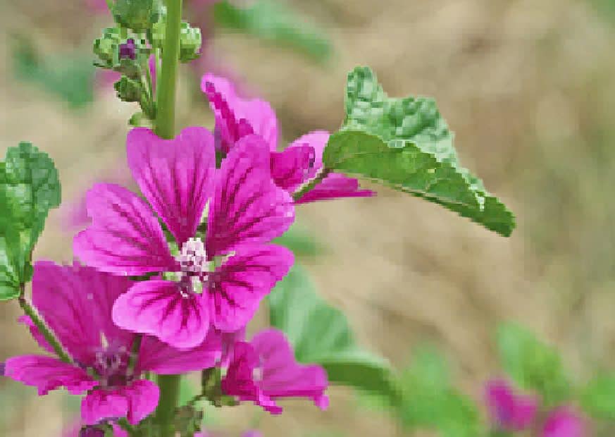 Planta malva y planta malvavisco 16 Planta malva y planta malvavisco
