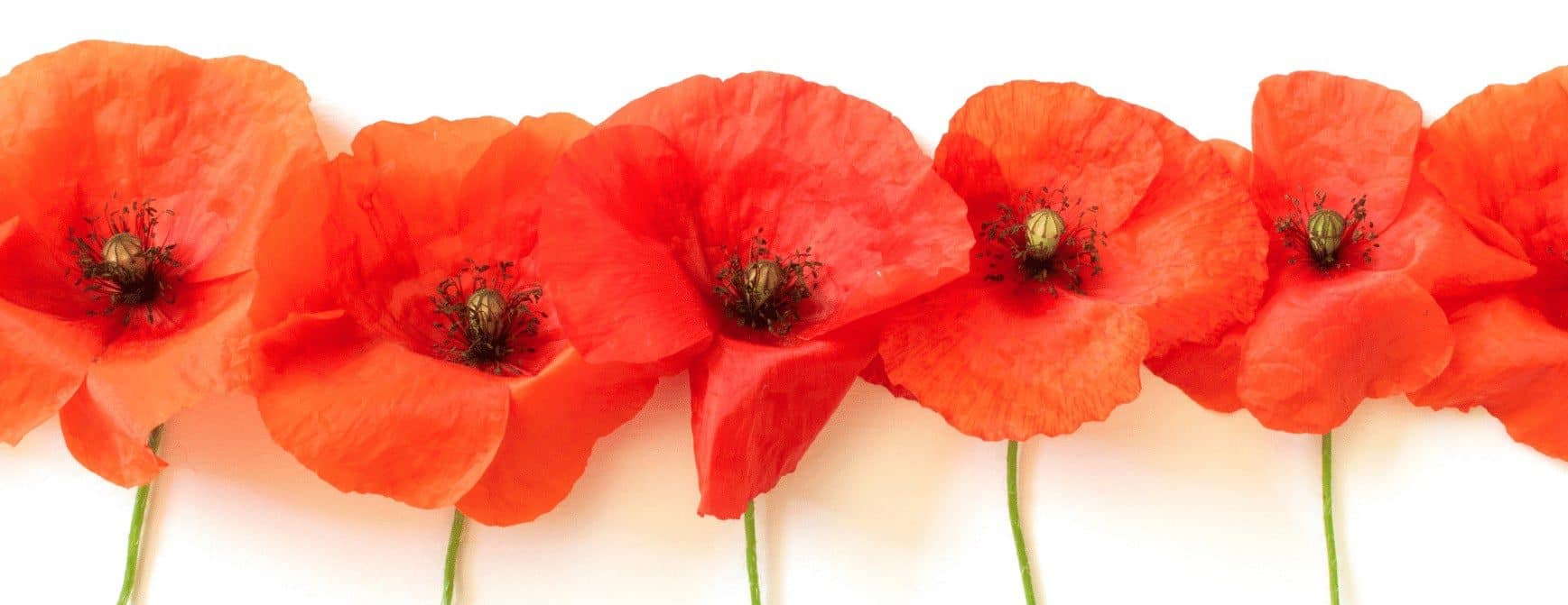 amapola