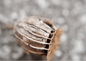 capsula de amapola