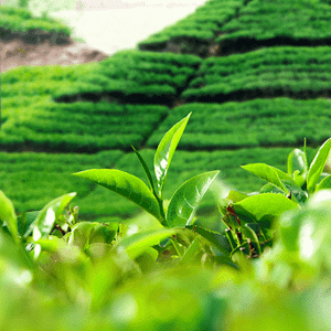 hojas de té
