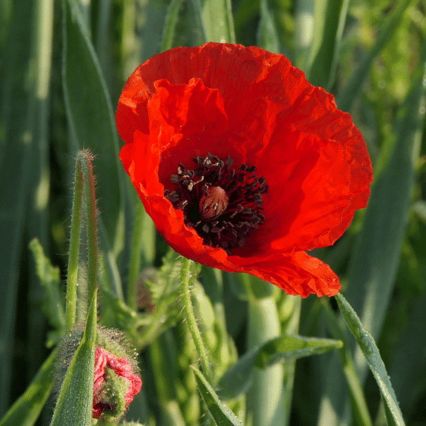 amapola roheas